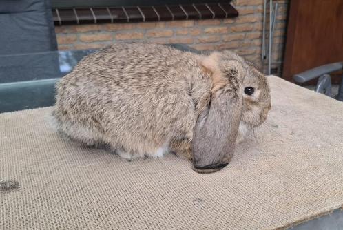 Rasechte Duitse hangoor konijngrijze ram, Dieren en Toebehoren, Konijnen, Middelgroot, Mannelijk, 0 tot 2 jaar, Hangoor