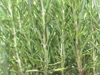 Rozemarijn in grote potten voor haag of in tuin, Tuin en Terras, Planten | Tuinplanten, Volle zon, Vaste plant, Ophalen of Verzenden