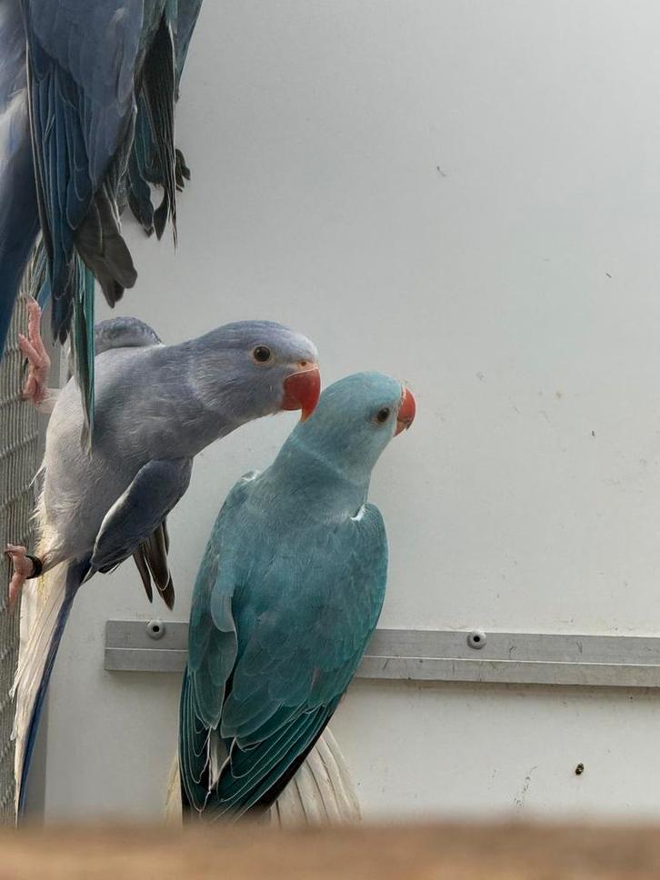Compleet kweekbestand halsband parkiet halsbandparkiet 55 st, Dieren en Toebehoren, Vogels | Parkieten en Papegaaien, Parkiet