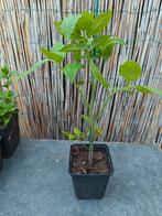 Tomaten planten, Ophalen, Volle zon, Groenteplanten, Eenjarig