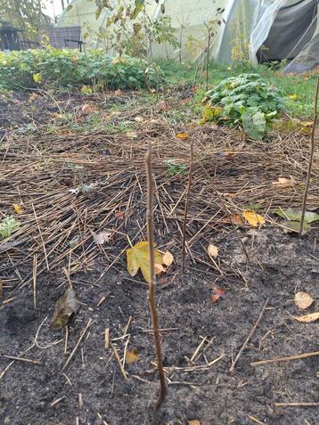 Zwarte Walnoot beschikbaar voor biedingen