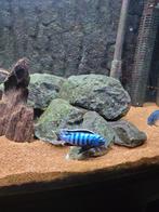 2 man blauwe Malawi cichliden., Dieren en Toebehoren, Vis