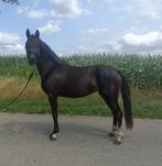Twee 3 jarige D Ponys , super afstamming., Dieren en Toebehoren, Pony's, Merrie, 3 tot 6 jaar, Onbeleerd, Recreatiepony