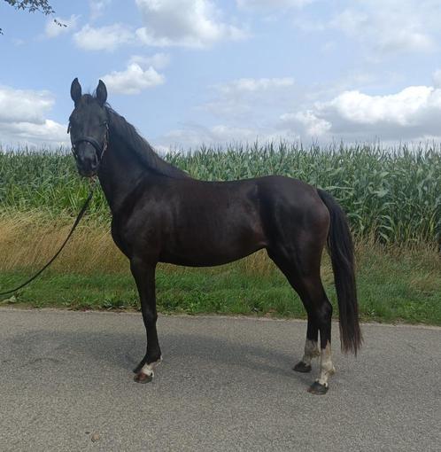 Twee 3 jarige D Ponys , super afstamming., Dieren en Toebehoren, Pony's, Merrie, Onbeleerd, D pony (1.37m tot 1.48m), Recreatiepony