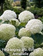 Hydrangea arb. Strong Annabelle, Ophalen, Zomer, Overige soorten, Halfschaduw