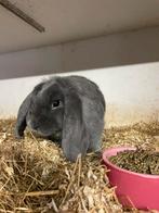 Duitse Hangoor voedster, Dieren en Toebehoren, Vrouwelijk, Groot, Hangoor