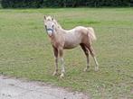 Welsh palomino merrie veulen 🩷, Dieren en Toebehoren, Merrie, Onbeleerd, Gechipt, 0 tot 2 jaar