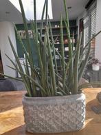 Sansevieria cylindrica exclusief pot, Rond, Ophalen of Verzenden, Zo goed als nieuw, Minder dan 25 cm
