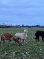 Mooi alpaca hengstje te koop, Dieren en Toebehoren, Overige Dieren