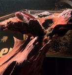 2x channa andrao, Dieren en Toebehoren, Vis