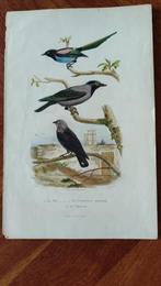 Gekleurde ornithologische antieke prenten, Gebruikt, Ophalen of Verzenden, Voor 1940, Dier
