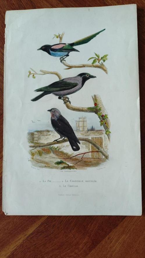 Gekleurde ornithologische antieke prenten, Verzamelen, Foto's en Prenten, Gebruikt, Prent, Dier, Voor 1940, Ophalen of Verzenden