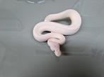 Diverse koningspythons ballpython python regius morphs, Dieren en Toebehoren, Reptielen en Amfibieën, Slang, 0 tot 2 jaar