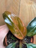Philodendron imperial red pink variegata roze marble, Huis en Inrichting, Kamerplanten, Ophalen of Verzenden, Halfschaduw, Minder dan 100 cm