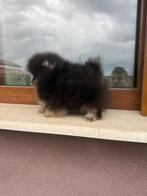 Mini Pomeriaan, Dieren en Toebehoren, Rabiës (hondsdolheid), 8 tot 15 weken, Buitenland, Eén hond