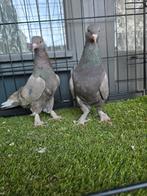 Takla, Dieren en Toebehoren