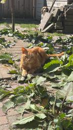 Oranje Kater, Dieren en Toebehoren, Kater, Kortharig, 0 tot 2 jaar