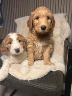 2 prachtige goldendoodle pups te koop, Golden retriever, Reu, 8 tot 15 weken, CDV (hondenziekte)