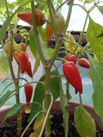 zaden paprika Kaboutermutsje, Verzenden, Volle zon, Zaad