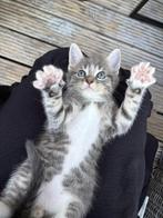 Kittens ! (Half Bengaals), Dieren en Toebehoren, Katten en Kittens | Raskatten | Langhaar, Meerdere dieren, Met stamboom, 0 tot 2 jaar