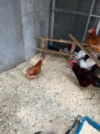 Red island haan met 4 hennen, Meerdere dieren, Kip