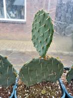 Opuntia Engelmannii, Ophalen of Verzenden, Minder dan 100 cm, Bloeiende kamerplant, Volle zon