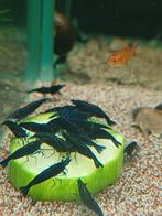 Blue davidi Sapphire high grade Zondag 15 februari 12/17u, Dieren en Toebehoren, Vissen | Aquariumvissen, Kreeft, Krab of Garnaal