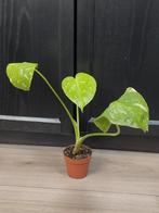 Monstera thai constellation, Ophalen, Overige soorten, Halfschaduw, Minder dan 100 cm