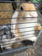 Hangoor dwergkonijn, Dieren en Toebehoren, Konijnen, Mannelijk, Dwerg, Hangoor