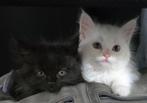 Maine Coon kittens, Meerdere dieren, Gechipt, 0 tot 2 jaar