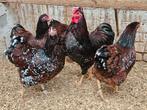 Meerdere trios roodporselein wyandotte krielen, Dieren en Toebehoren, Meerdere dieren, Kip