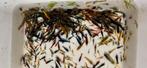 Mix kleur garnalen, Neocaridina, Dieren en Toebehoren, Vissen | Aquariumvissen, Kreeft, Krab of Garnaal, Zoetwatervis, Schoolvis