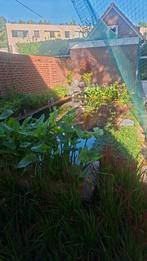 Gezocht: gratis koi/Goudvissen/steuren onze Vijver (Gratis), Goudvis(sen)