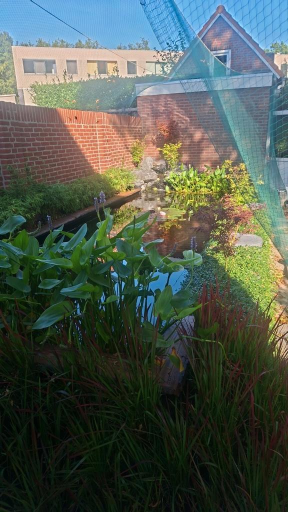 Gezocht: gratis koi/Goudvissen/steuren onze Vijver (Gratis), Dieren en Toebehoren, Vissen | Vijvervissen, Goudvis(sen)