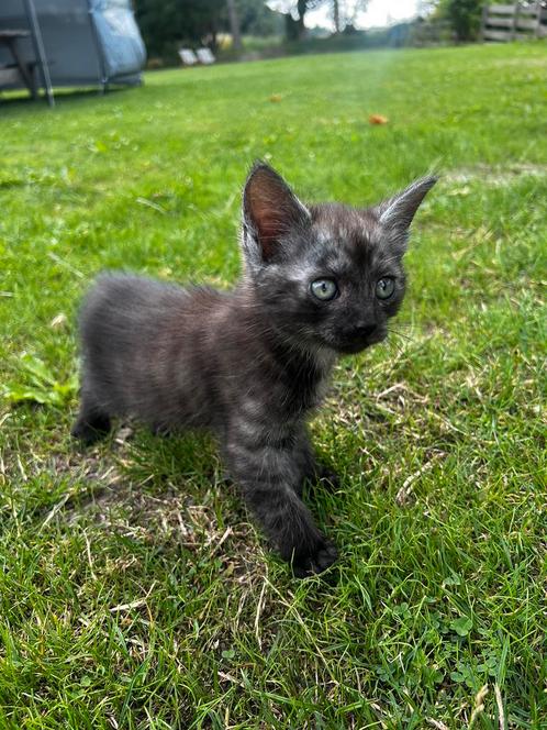 prachtige kittens 🐱, Dieren en Toebehoren, Katten en Kittens | Overige Katten, Kater