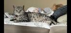 Britse korthaar en Ragdoll, Dieren en Toebehoren, Katten en Kittens | Raskatten | Korthaar, Kater