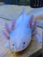 Te koop axolotl 8 maanden oud €60, Dieren en Toebehoren, Ophalen, Zo goed als nieuw