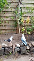 duiven, Dieren en Toebehoren, Pluimvee, Meerdere dieren
