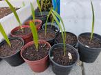 Trachycarpus fortunei Zaailingen., Ophalen, Volle zon, Palmboom, 100 tot 250 cm