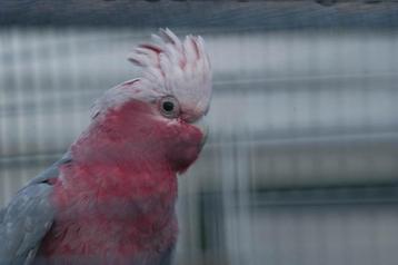 Rosè kaketoe`s/papegaaien en ook nog... beschikbaar voor biedingen
