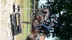 Paard om verder op te leiden gezocht, Dieren en Toebehoren, Paarden en Pony's | Overige Paardenspullen, Ophalen of Verzenden, Nieuw