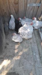 9 stuks Cochin krielkippen, Meerdere dieren, Kip