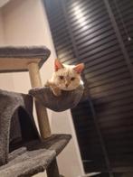 Britse korthaar wit 1 jaar oud., Dieren en Toebehoren, Katten en Kittens | Overige Katten, Kater, Kortharig, 0 tot 2 jaar