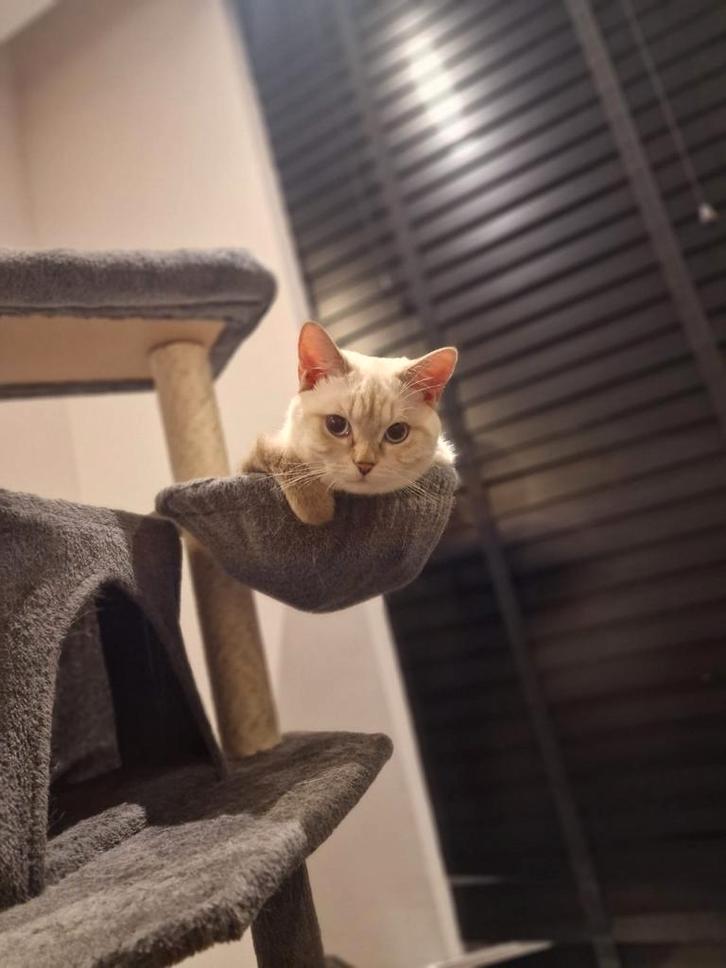 Britse korthaar wit 1 jaar oud., Dieren en Toebehoren, Katten en Kittens | Overige Katten, Kortharig, Kater, 0 tot 2 jaar