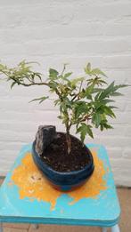 Bonsai Palmatum met Rots, Bloeit niet, Halfschaduw, Overige soorten, Minder dan 100 cm