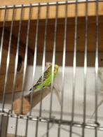 Grasparkieten wildkleur zuiver tt waardig, Dieren en Toebehoren, Vogels | Parkieten en Papegaaien, Meerdere dieren, Parkiet