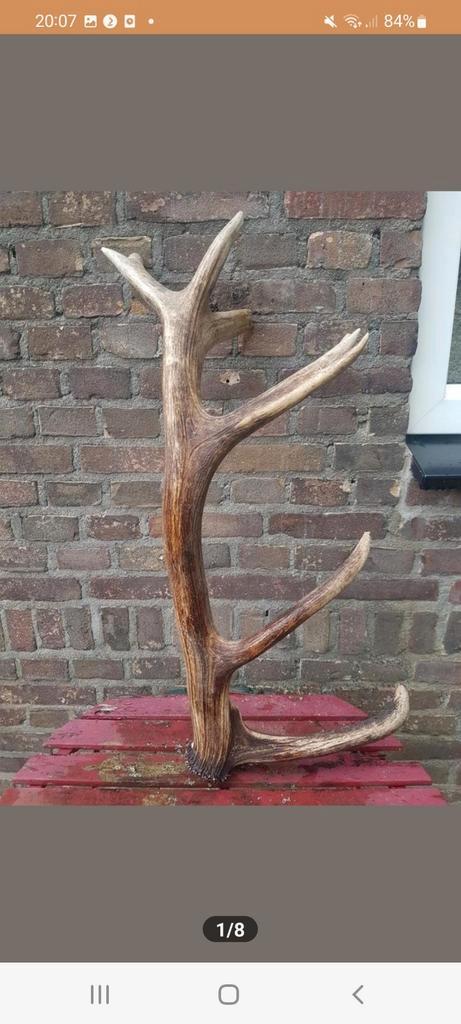 Enorme zware Edelhert afwerpstang gewei geweien 79cm!, Verzamelen, Dierenverzamelingen, Gebruikt, Gewei of Kop, Hert, Ophalen of Verzenden