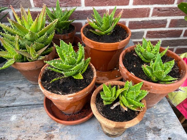5 x spaans aardewerk bloempotten met aloe planten, Tuin en Terras, Planten | Tuinplanten, Vaste plant, Overige soorten, Volle zon