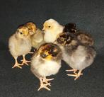 Wyandotte kriel kuikens, Dieren en Toebehoren, Pluimvee, Geslacht onbekend, Kip
