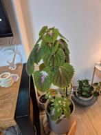 Kamerplant, Huis en Inrichting, Kamerplanten, Ophalen of Verzenden, Halfschaduw, Minder dan 100 cm